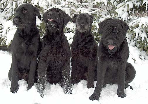 das Rudel vom Nordexpress