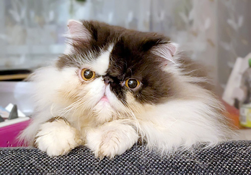 Sabaton vom Nordexpress, 1 Jahr 3 Monate alt