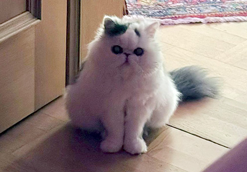 Saxonia vom Nordexpress, 1 Jahr 4 Monate alt