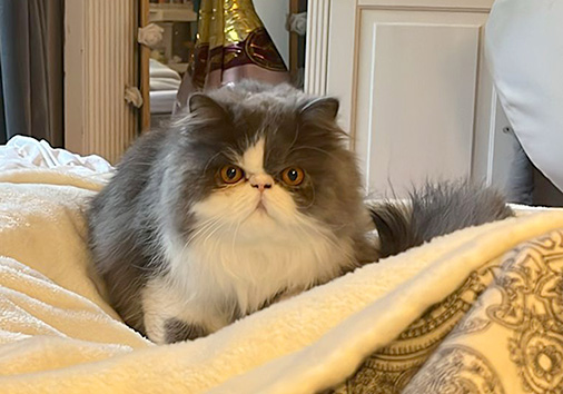 Shocking Blue vom Nordexpress, 1 Jahr 1 Monat alt