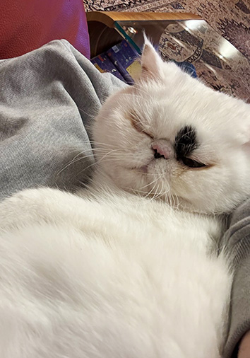 Störtebeker vom Nordexpress, 1 Jahr 4 Monate alt