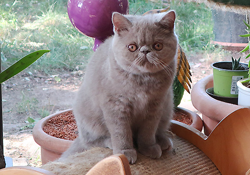 Thordis vom Nordexpress, 4 Monate alt