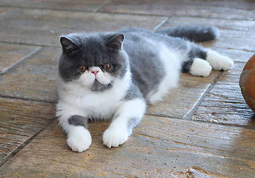 Talisker vom Nordexpress, 4 Monate alt