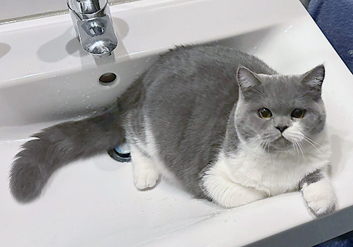 Troll vom Nordexpress, 4 Monate alt