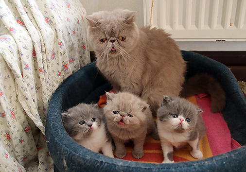 hier geht es zu den Katzen