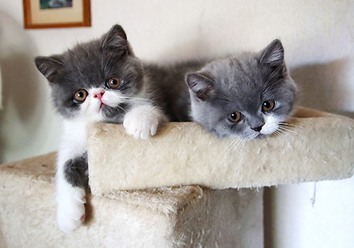 hier geht es zu den Katzen