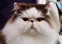 GIC Chatil de Rex's Uno