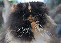 Walburga von der Lindenhöhe