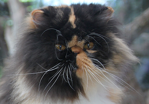 Walburga von der Lindenh&ouml;he